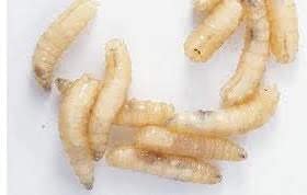 Maggots shipped in pine shavings with refrigeration instructions