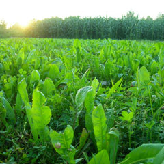 BioLogic Chicory Food Plot Additive label detailing usage for clover plots.