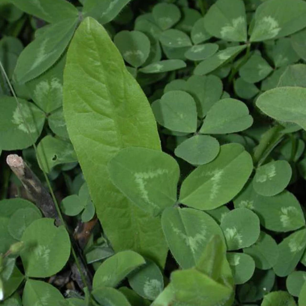 Biologic Clover Plus Chicory forage—autumn and spring feed for deer and turkeys.
