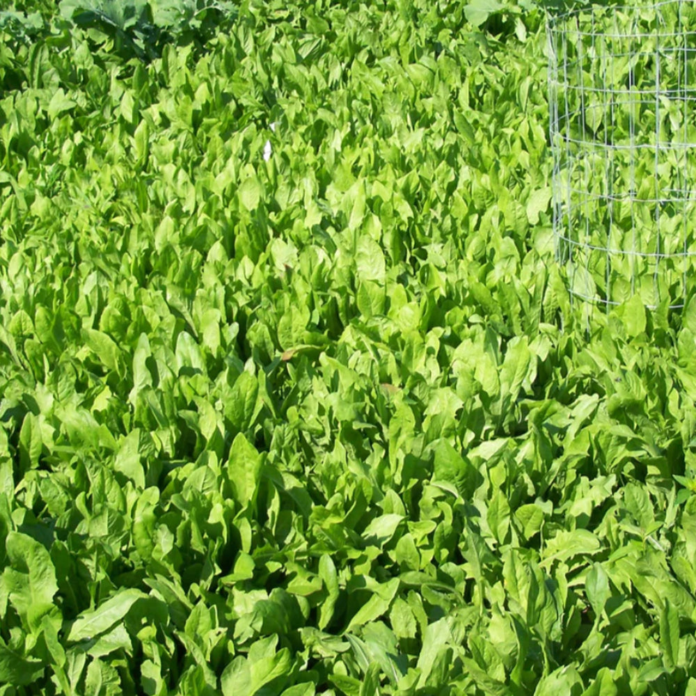 BioLogic chicory in a field demonstrates improved forage for plots.