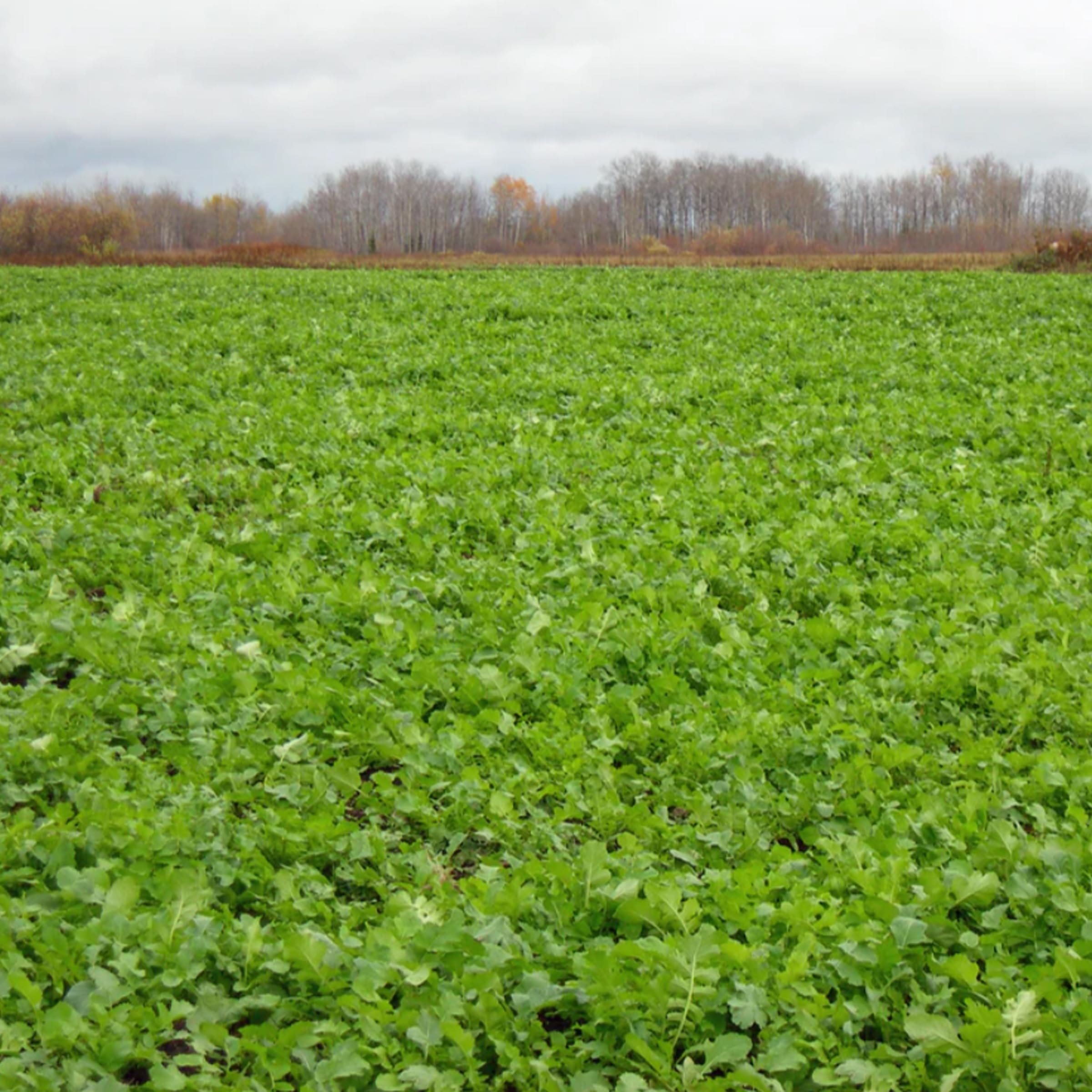 Biologic Deer-Radish planted field showing strong germination.