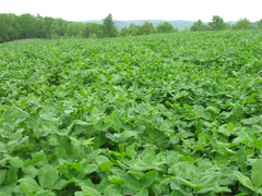 Biologic Non-Typical Clover large-leaf foliage on a lush green patch.