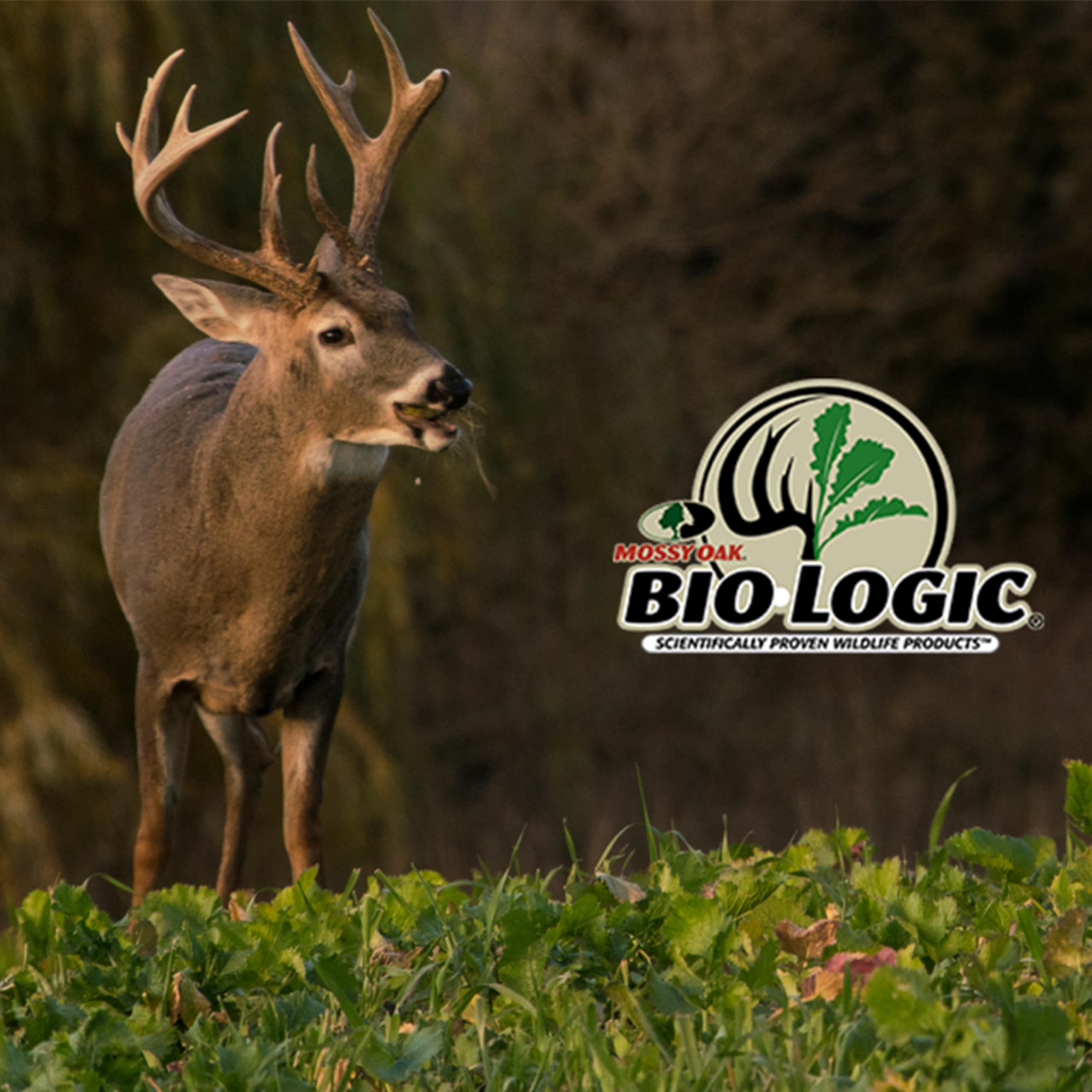 Biologic Non-Typical Clover planting-ready bag supports quarter-acre expansion.