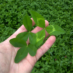 Biologic Non-Typical Clover aggressive stolon growth forms dense, long-lasting forage.