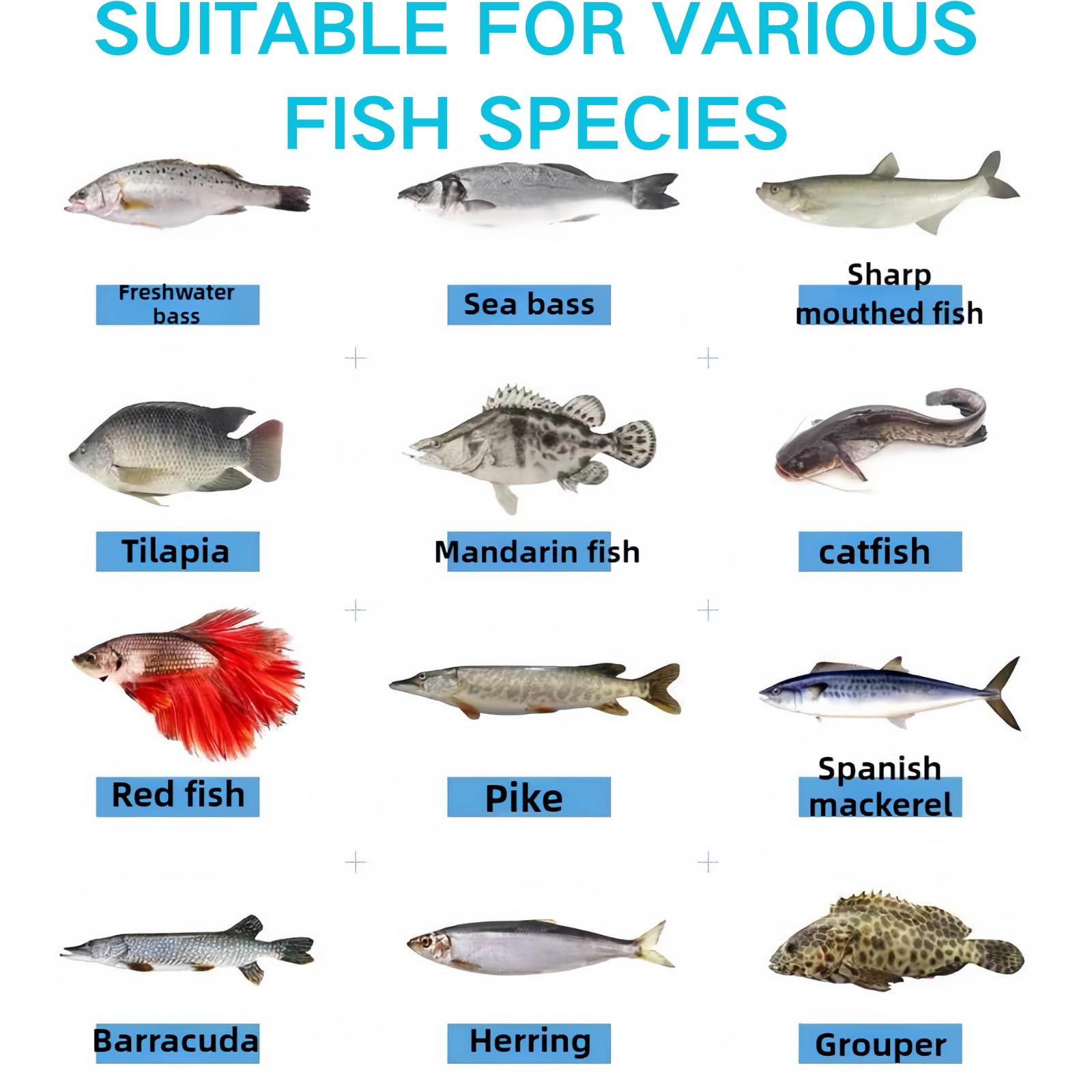 Attracts predatory fish like bass, trout, and pike