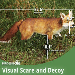 Bird-X FOX-3D decoy closeup markings show realistic fur and markings to deter wildlife
