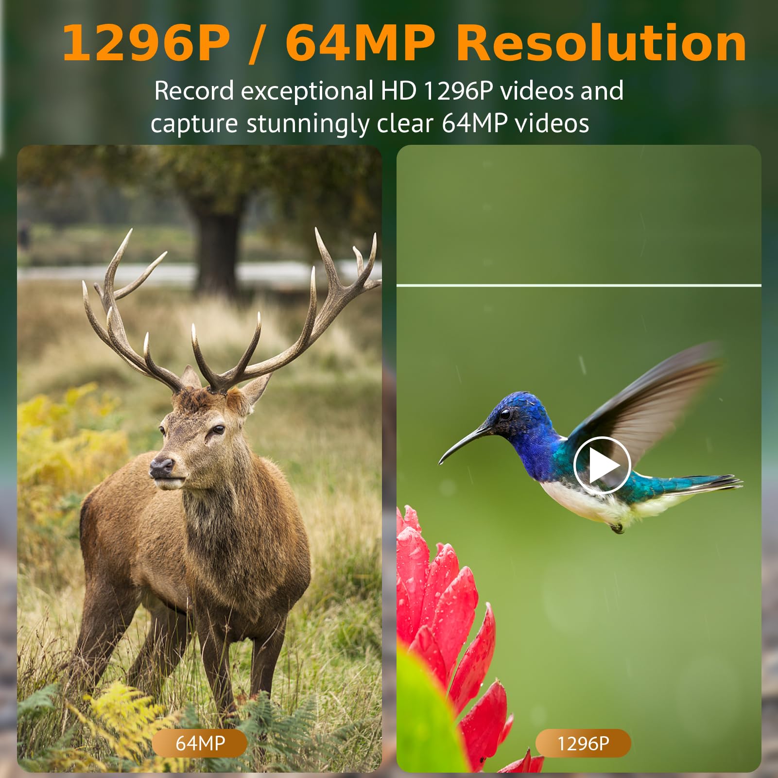 BlazeVideo trail camera night vision demonstrates no-glow infrared for discreet nighttime shots.