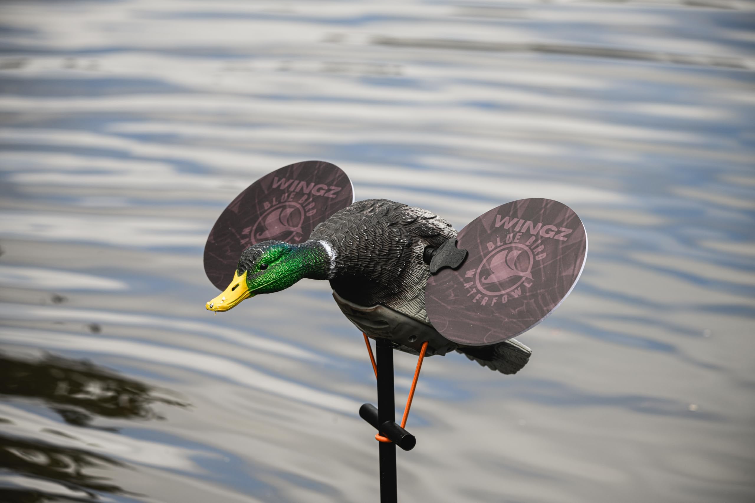 Blue Bird Waterfowl low-light 11-5in wing with dual-color surface improves contrast for animator-ready motion
