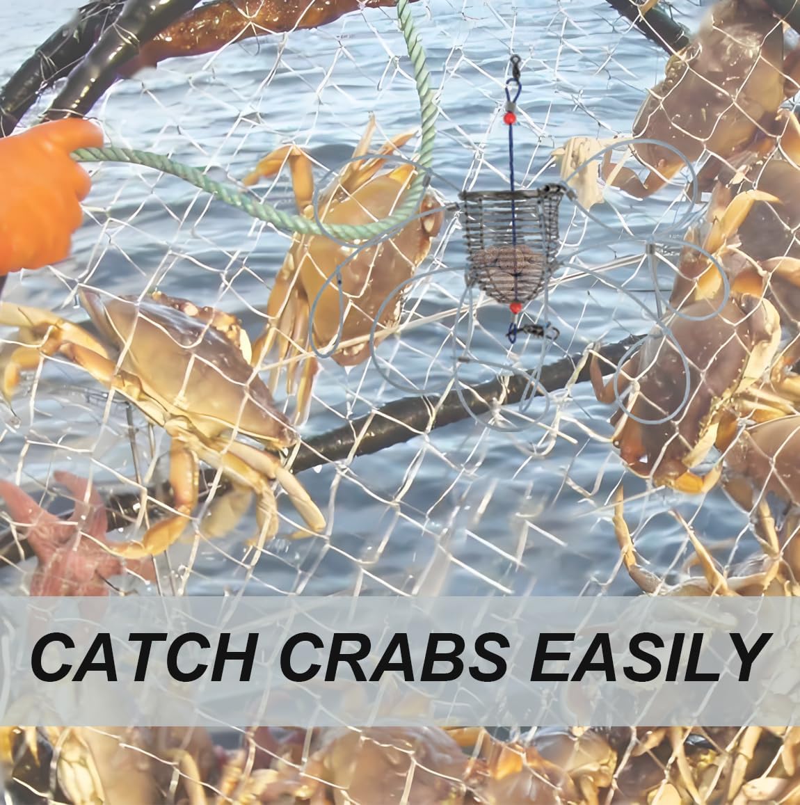 Crabs caught using stainless steel crab snare traps