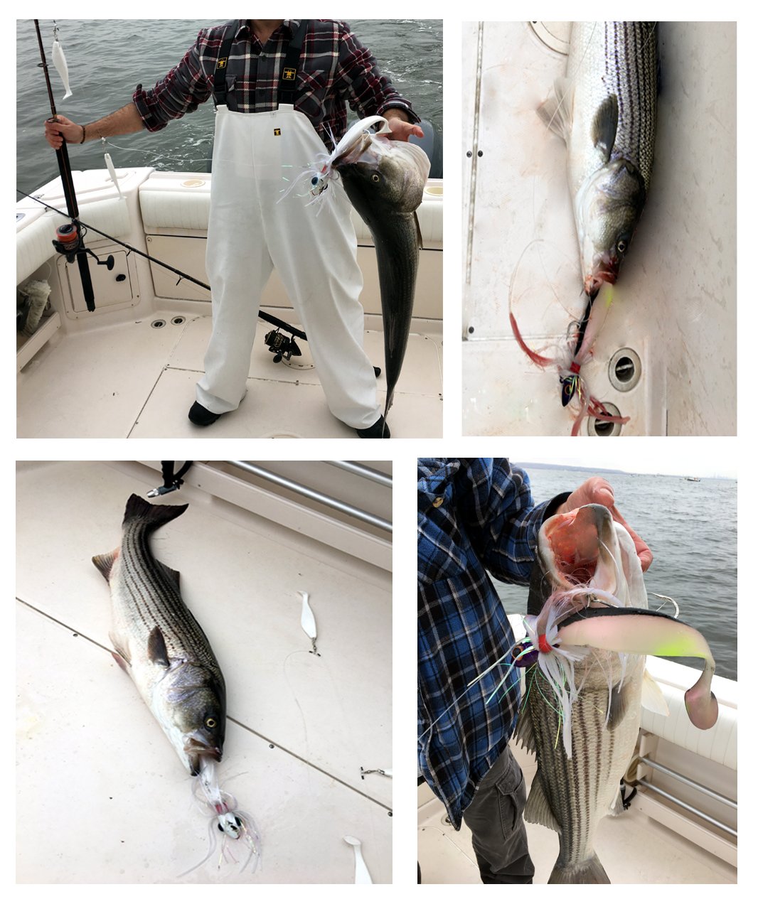 Product display of Blue Water Candy Rock Fish Mojo lures in white