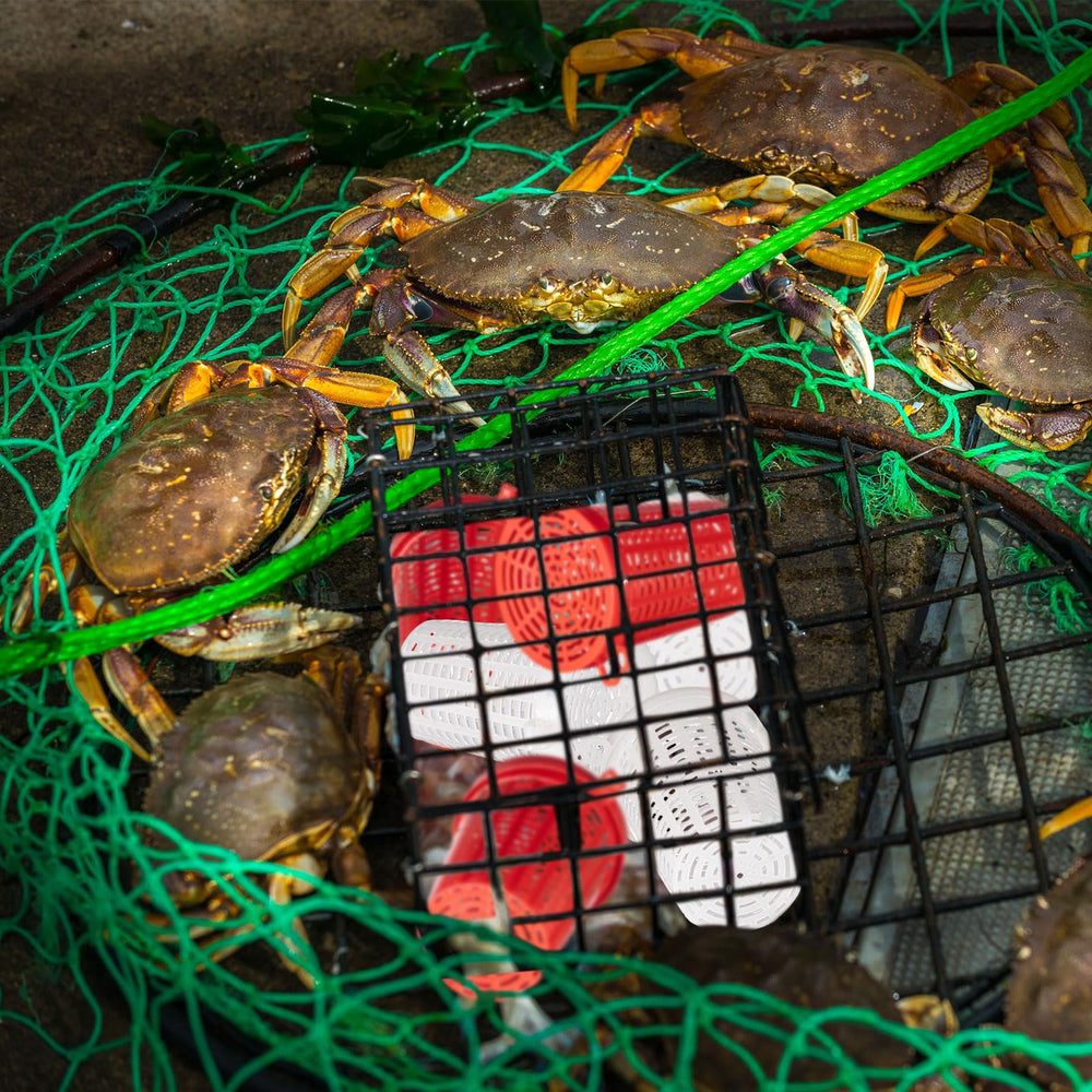 20-piece bait cage pack for fishing trips