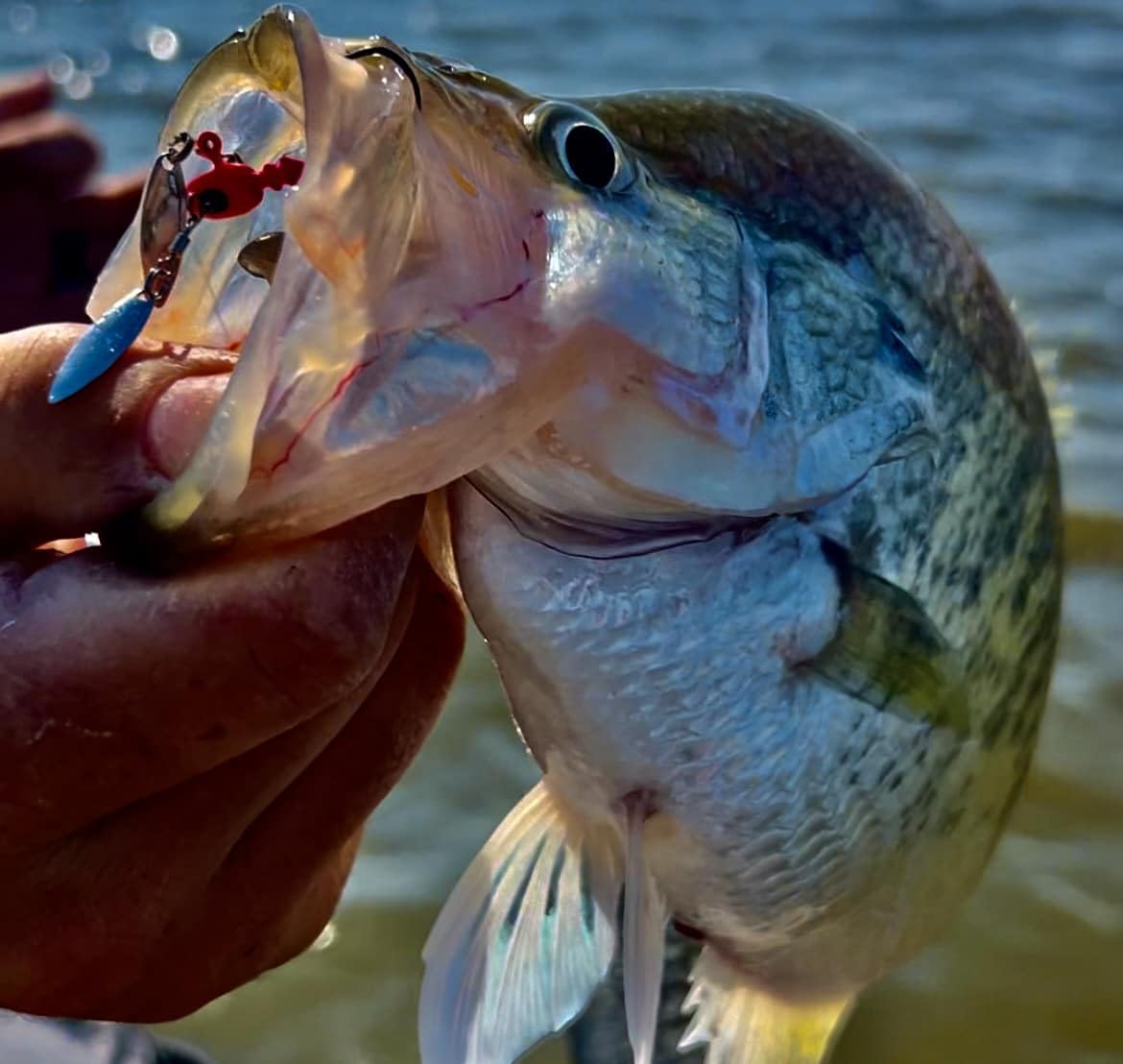 Bobby Garland Head Turn'R used in vertical jigging near a dock edge.