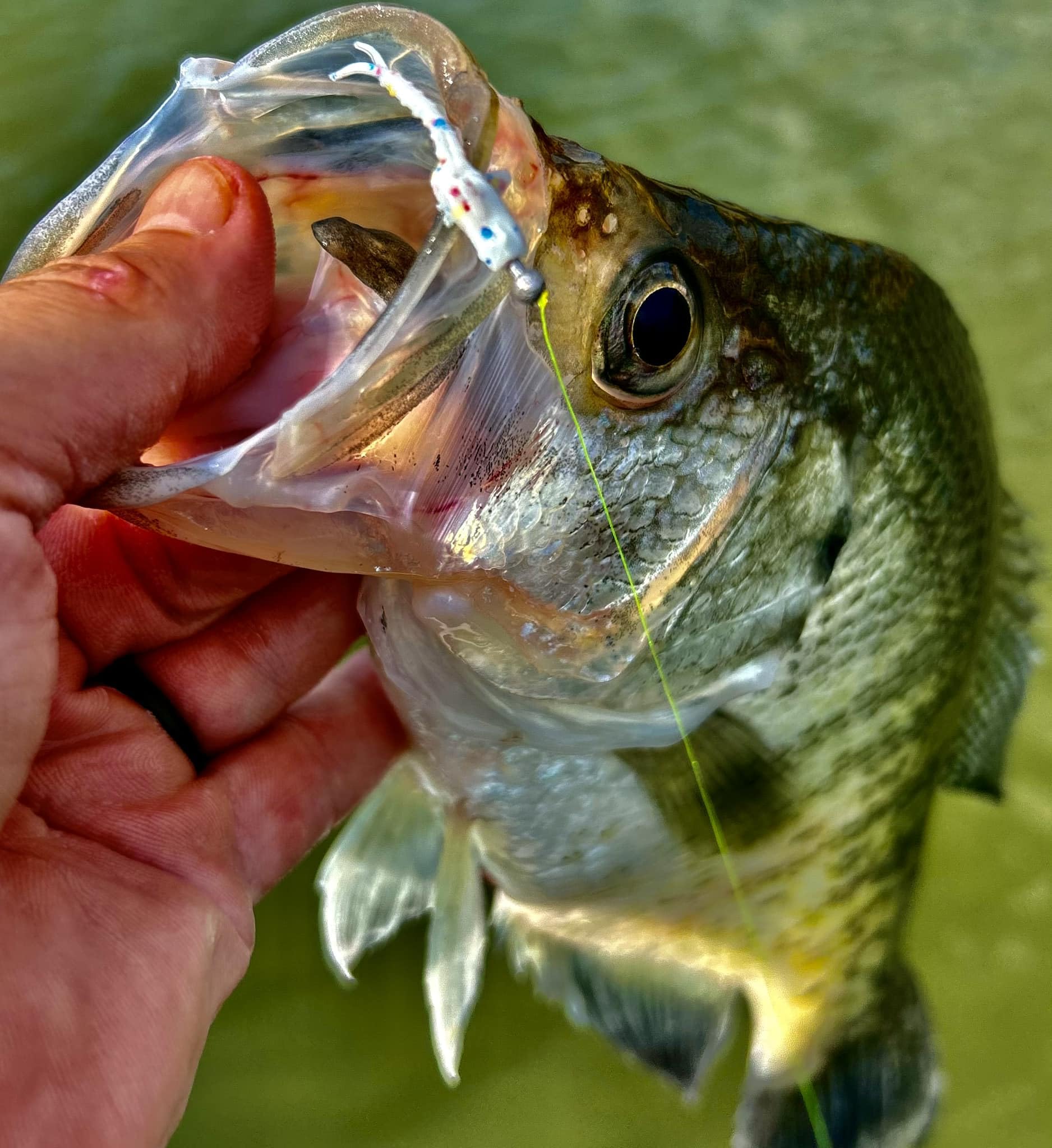 Bobby Garland Itty Bit Mayfly 20-pack offers value for sessions.