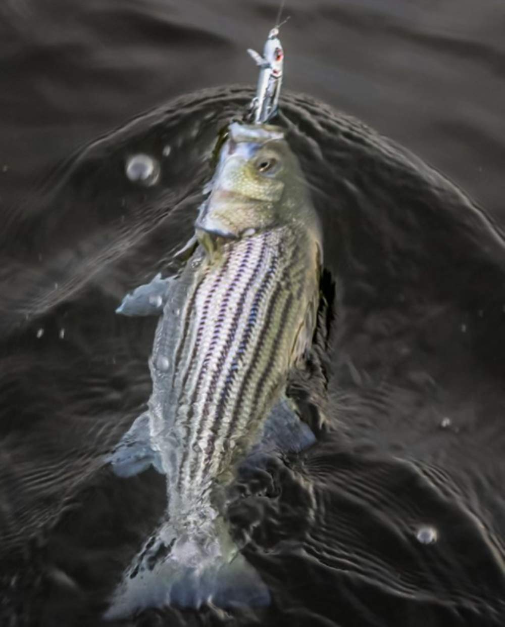 Bomber Jointed Wake Minnow features a 3D body and HD decoration to attract multiple species.