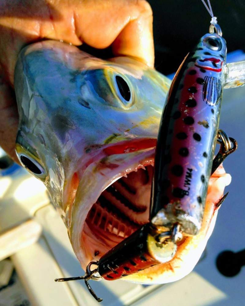 Bomber Jointed Wake Minnow uses sturdy hardware to stay hooked until you land it.