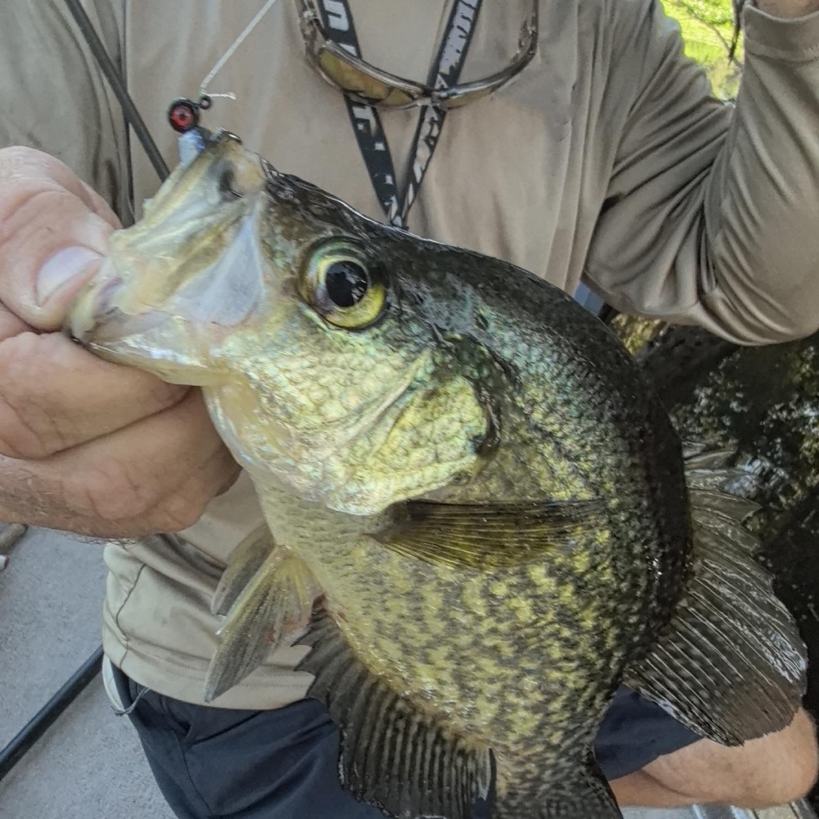 Crappie, bass, bluegill and panfish lure in water
