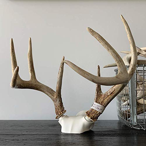 Bone Collector Change Up adjustable display supports wall or table setups for versatile showcase.
