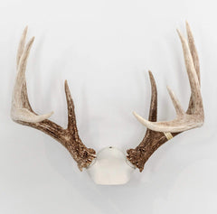 Bone Collector Change Up kit assembly shows sturdy metal construction for durable antler displays.