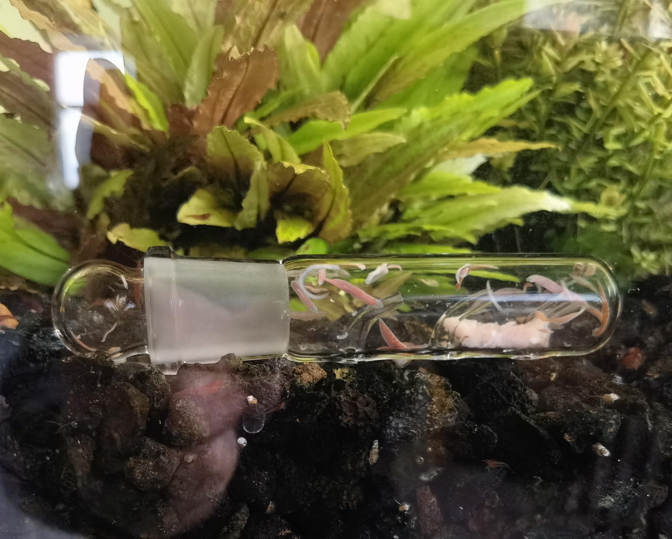 Leech trap for aquarium with 3-hole design