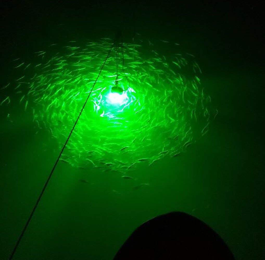 Prawns, squid and fish attracted by Broadroad green LED light