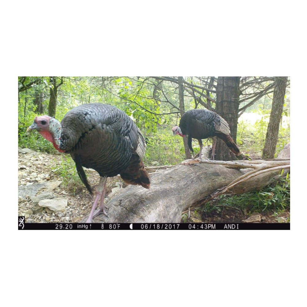 Browning Dark Ops Pro X 1080p video with sound delivers immersive wildlife footage.