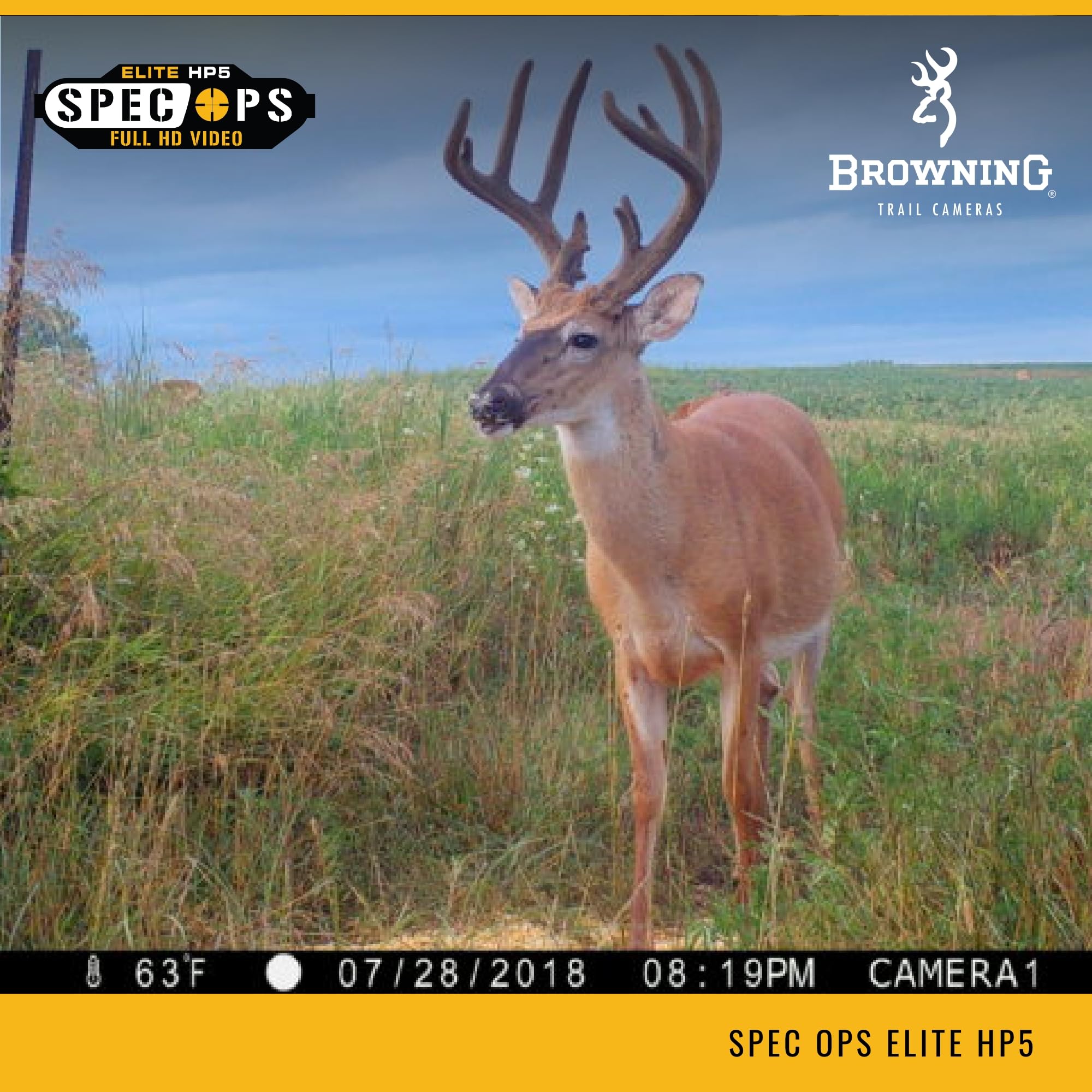 Browning Spec Ops Elite HP5 wildlife-shot captures crisp daytime wildlife moments with 24MP detail.