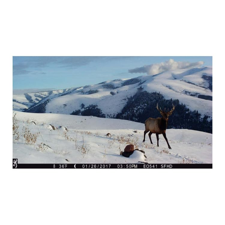 Browning Strike Force Pro X 1080 mounted bracket demonstrates secure field setup.