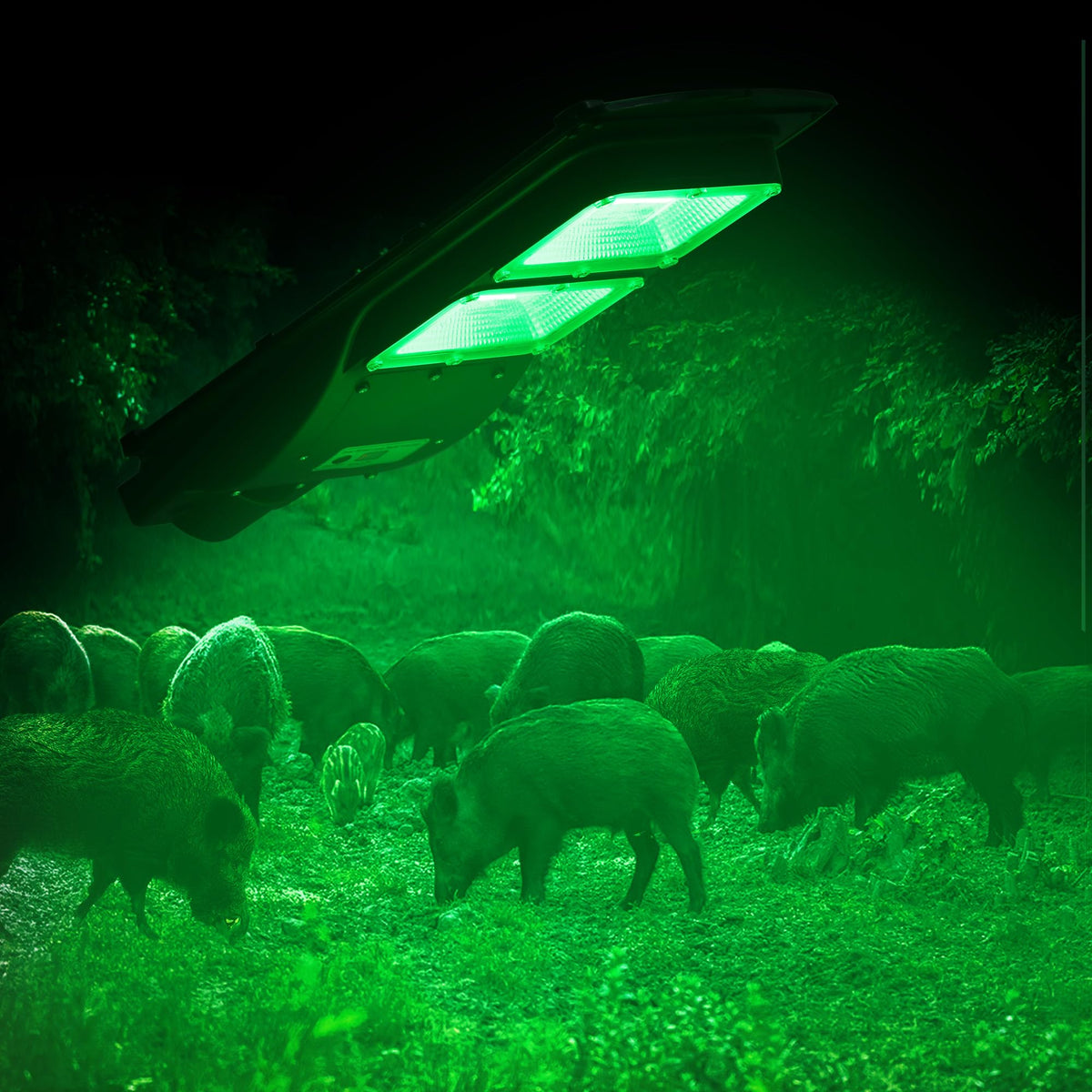 BSOD Hog Light front view showing durable solar outdoor lamp for wildlife monitoring