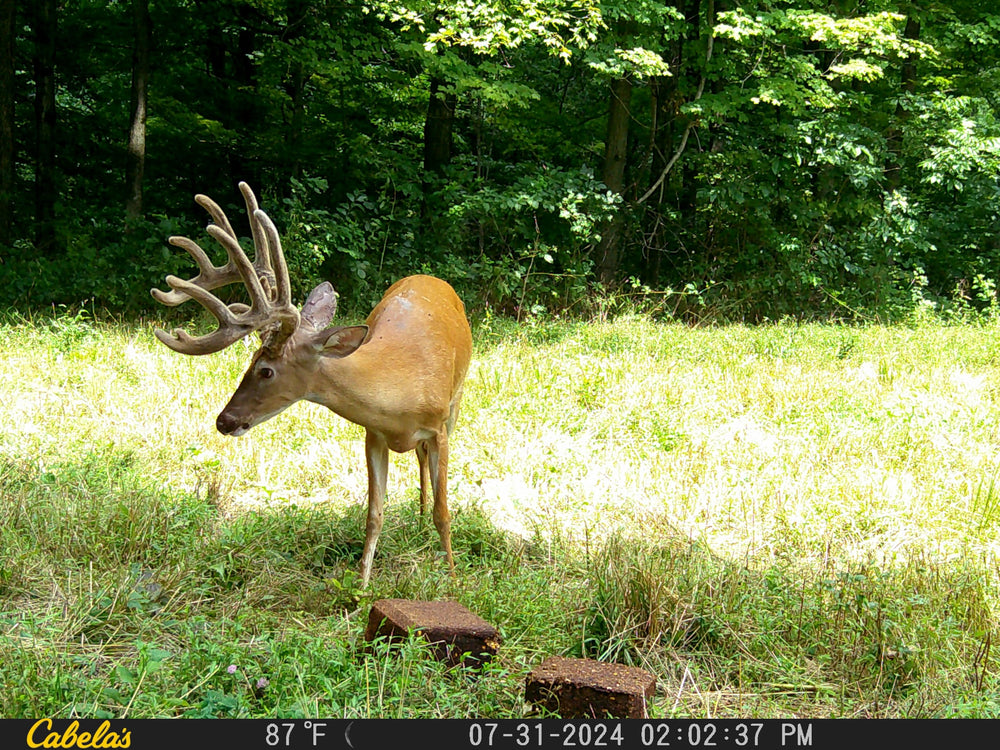 Buck Bourbon long attraction power visual emphasizing extended field attraction