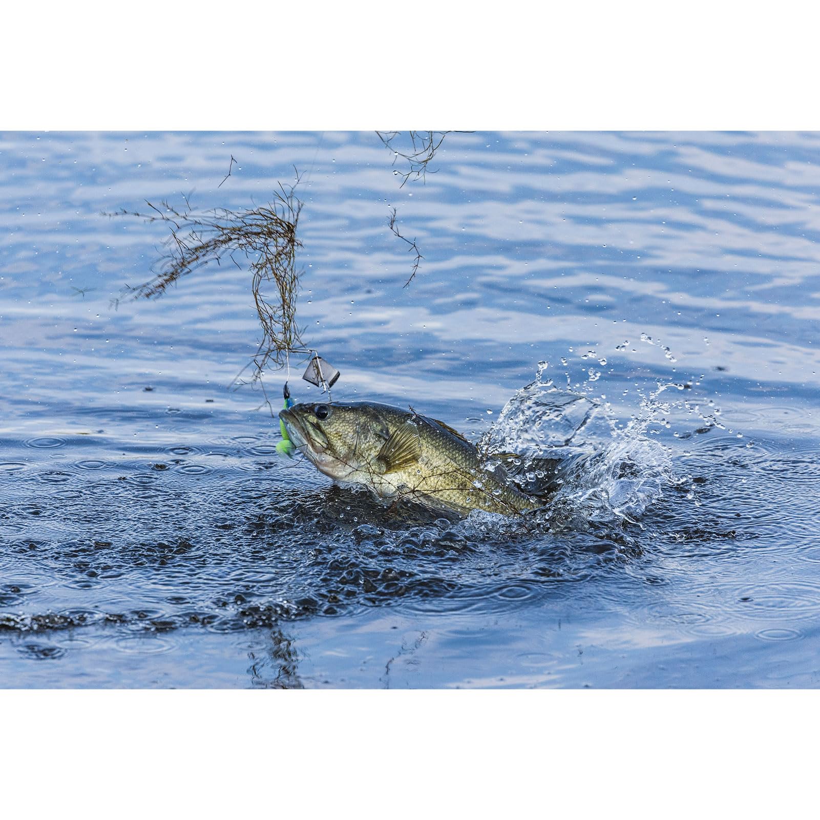 G-Buzz design from Gerald Swindle for reliable water action