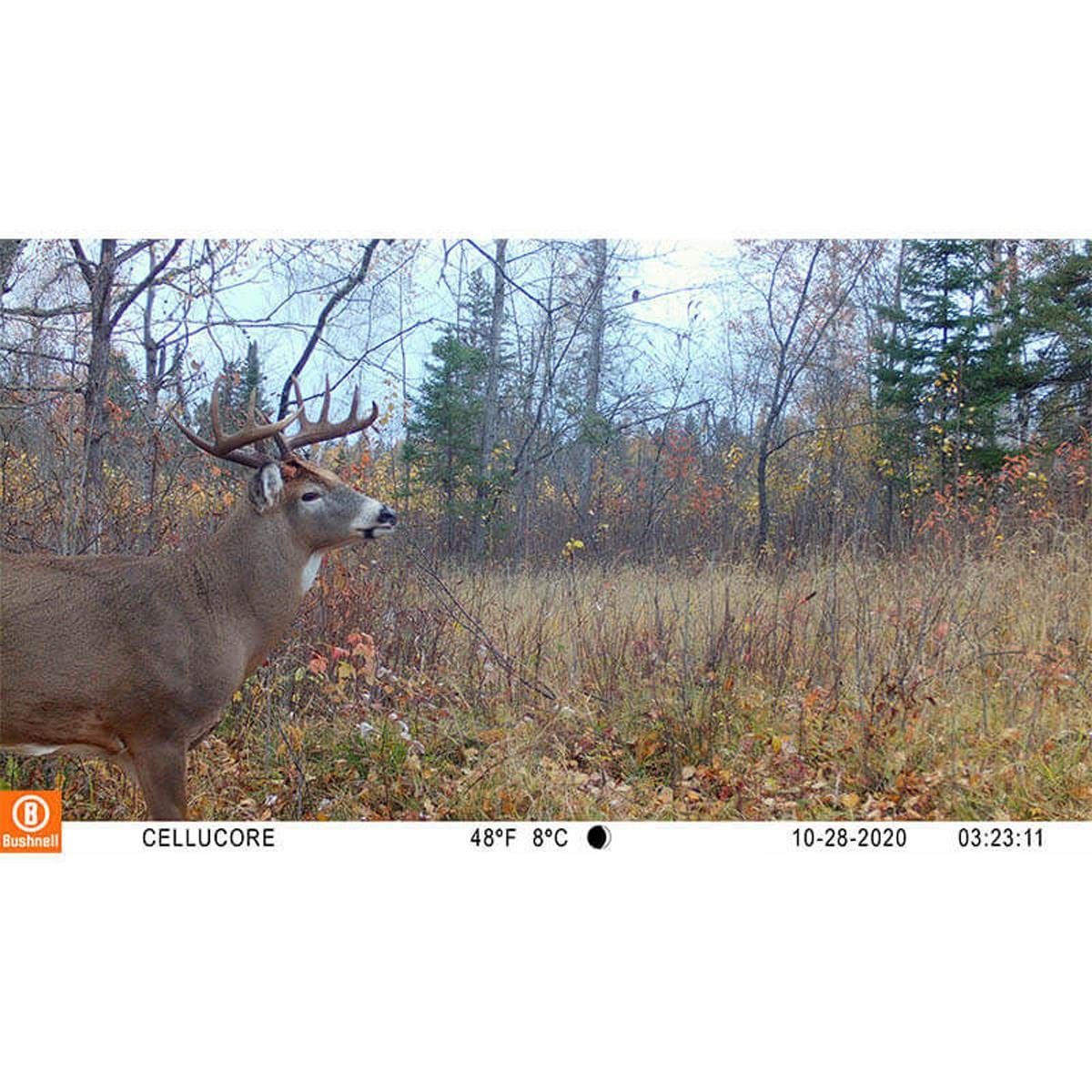 Bushnell CelluCORE 20 trail camera Verizon connectivity for real-time updates.