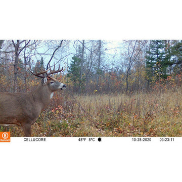Bushnell CelluCORE 20 trail camera Verizon connectivity for real-time updates.
