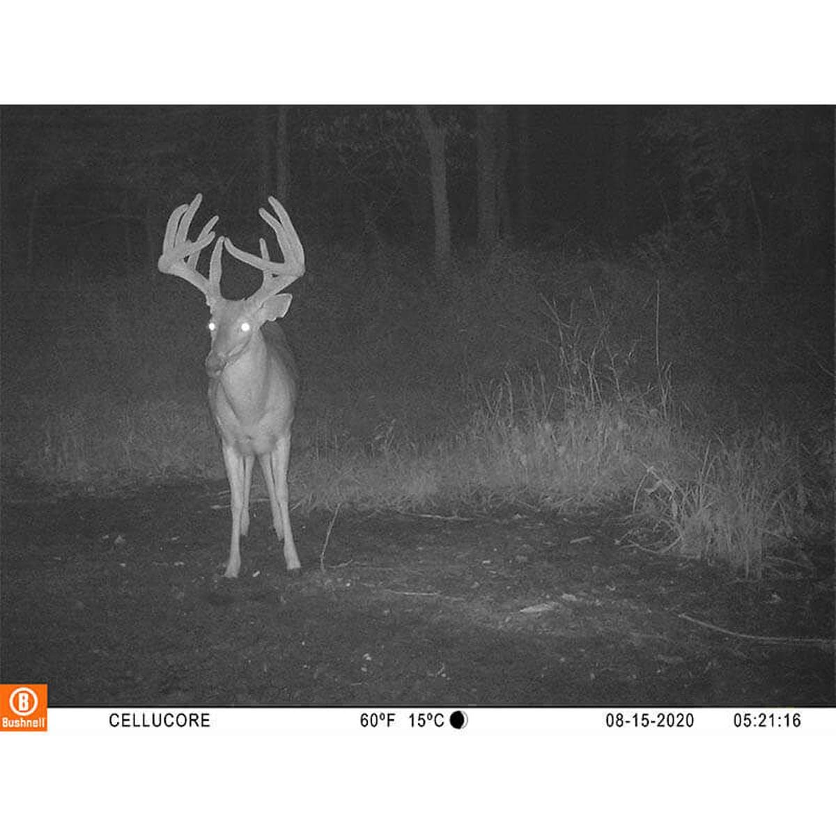 Bushnell CelluCORE 20 trail camera storage and transfer enabling easy access.