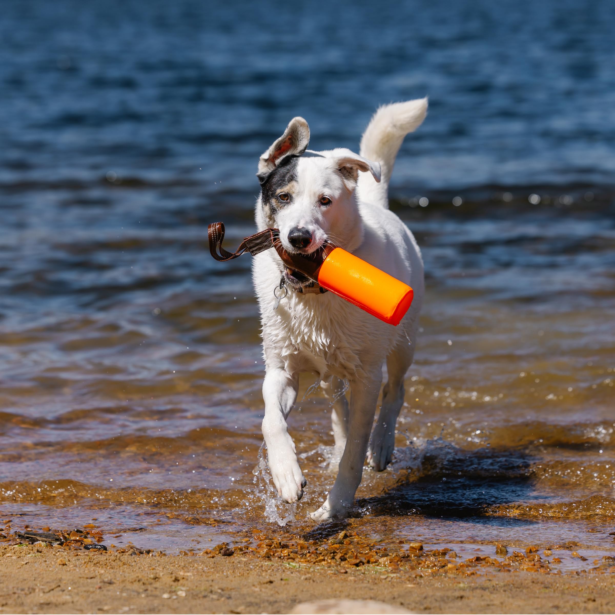 Carhartt Large 18-inch bumper is ideal for bigger dogs.