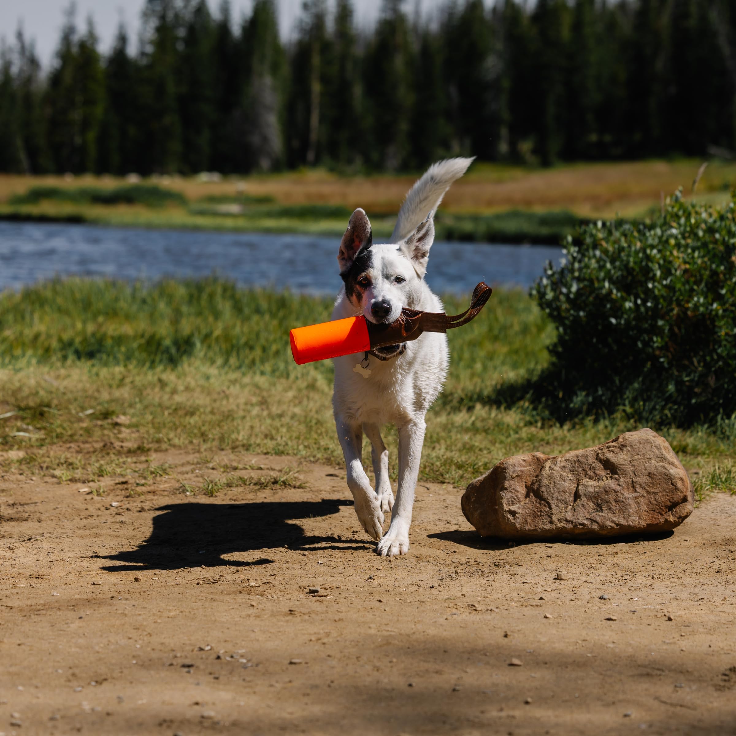 Carhartt bumper supports reliable dog training and behavioral cues.