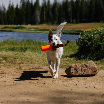 Carhartt bumper supports reliable dog training and behavioral cues.