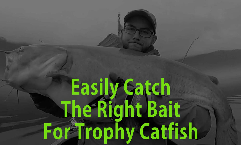 Catfish Sumo spoon shows striped bass wobble inviting strikes