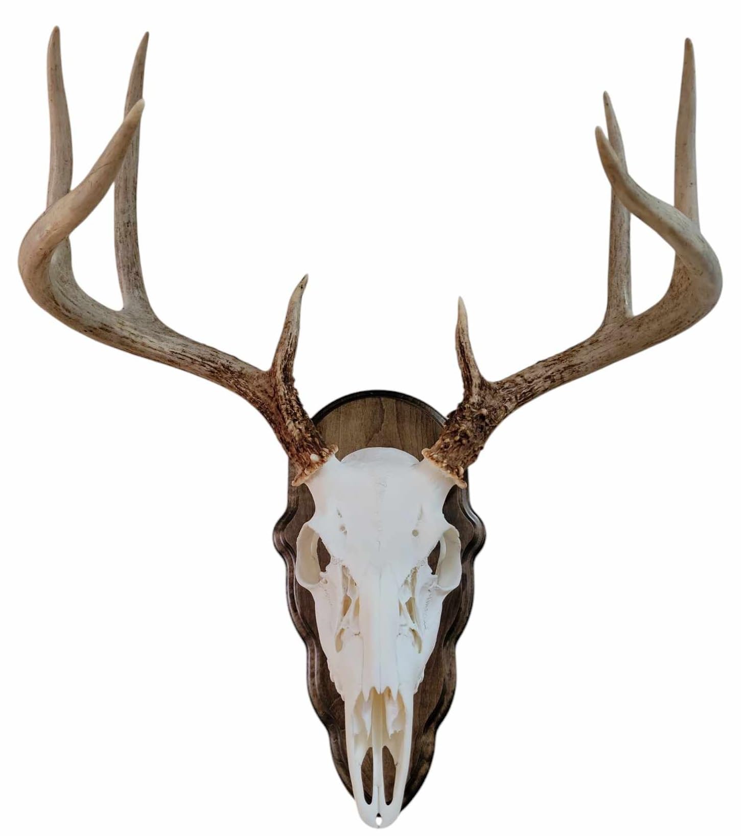 Cauff display-ready trophy plaque simplifies setup for quick mounting.