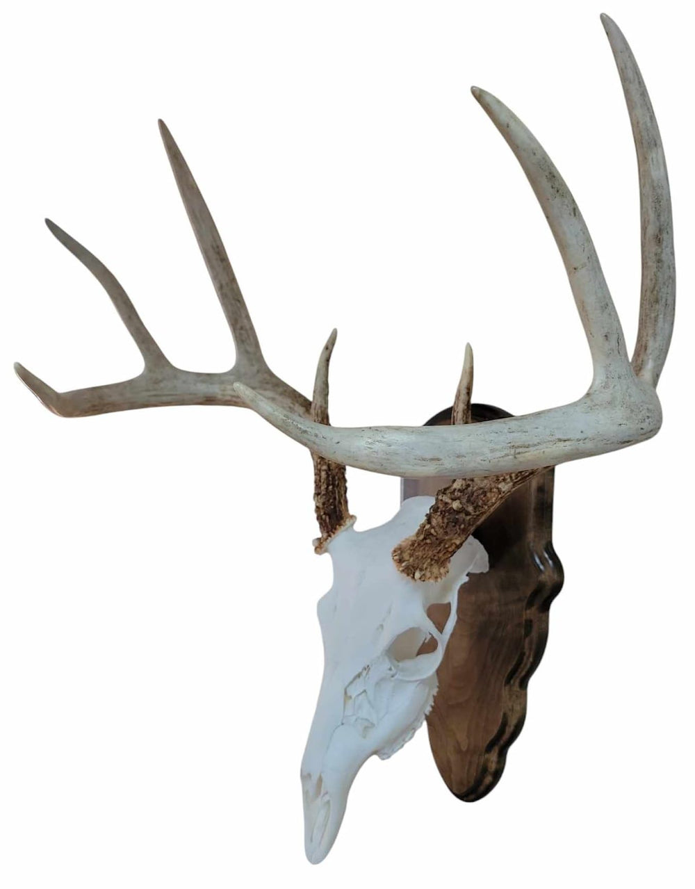 Cauff secure wall-mount system keeps mounts safely showcased.