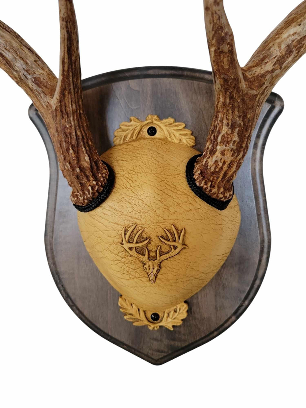 Solid wood plaque by Cauff showcases antlers with premium craftsmanship