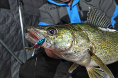CLAM Tikka Mino baitfish-dart action mimics alarmed prey