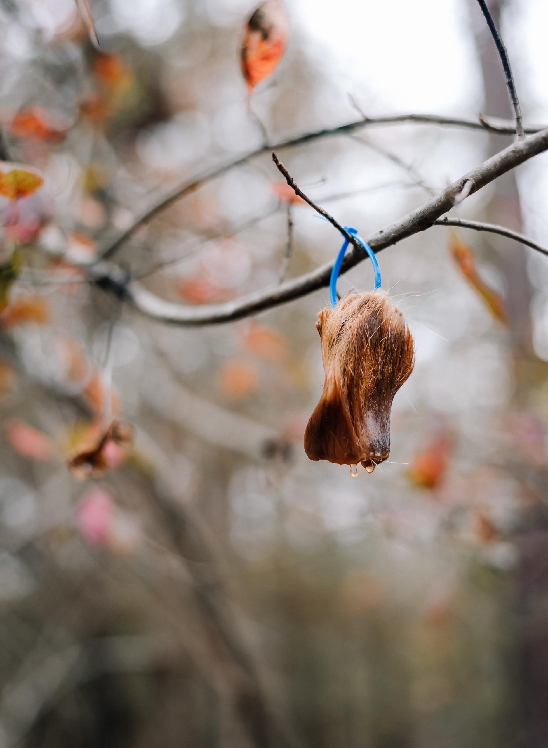 Code Blue Season-long deer lure highlighting curiosity and dominance cues.