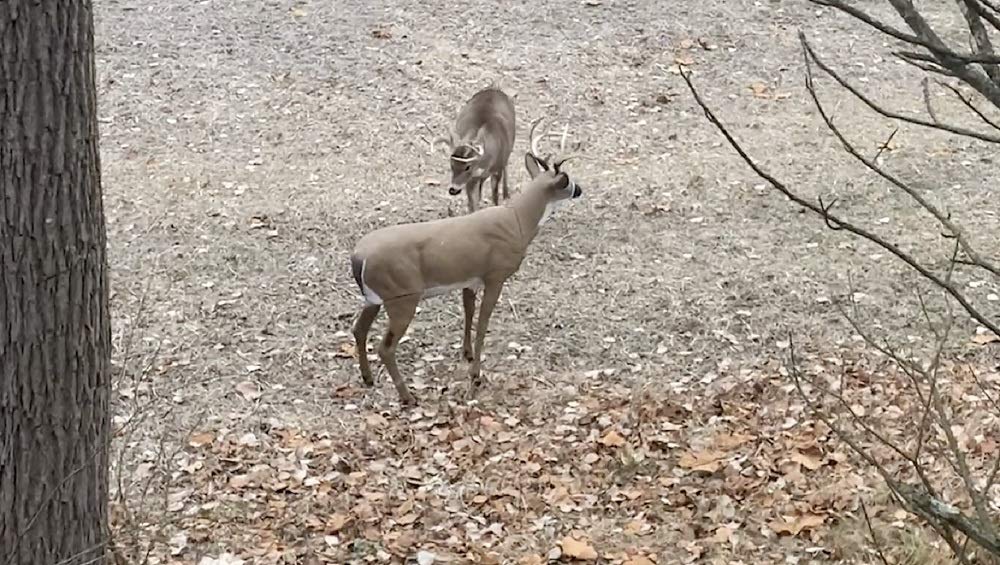 Collapsible and portable Boss Buck deer decoy for transport