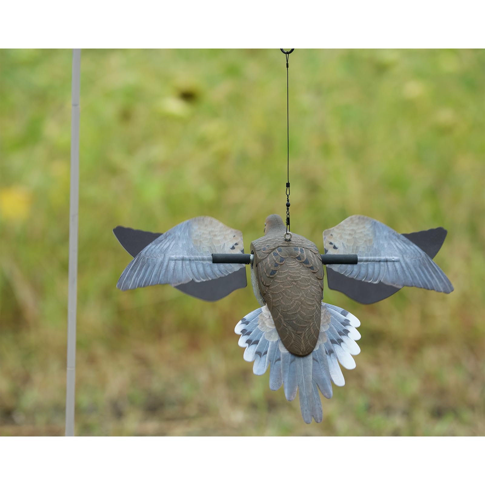 Contrasting wing colors for added realism and attraction