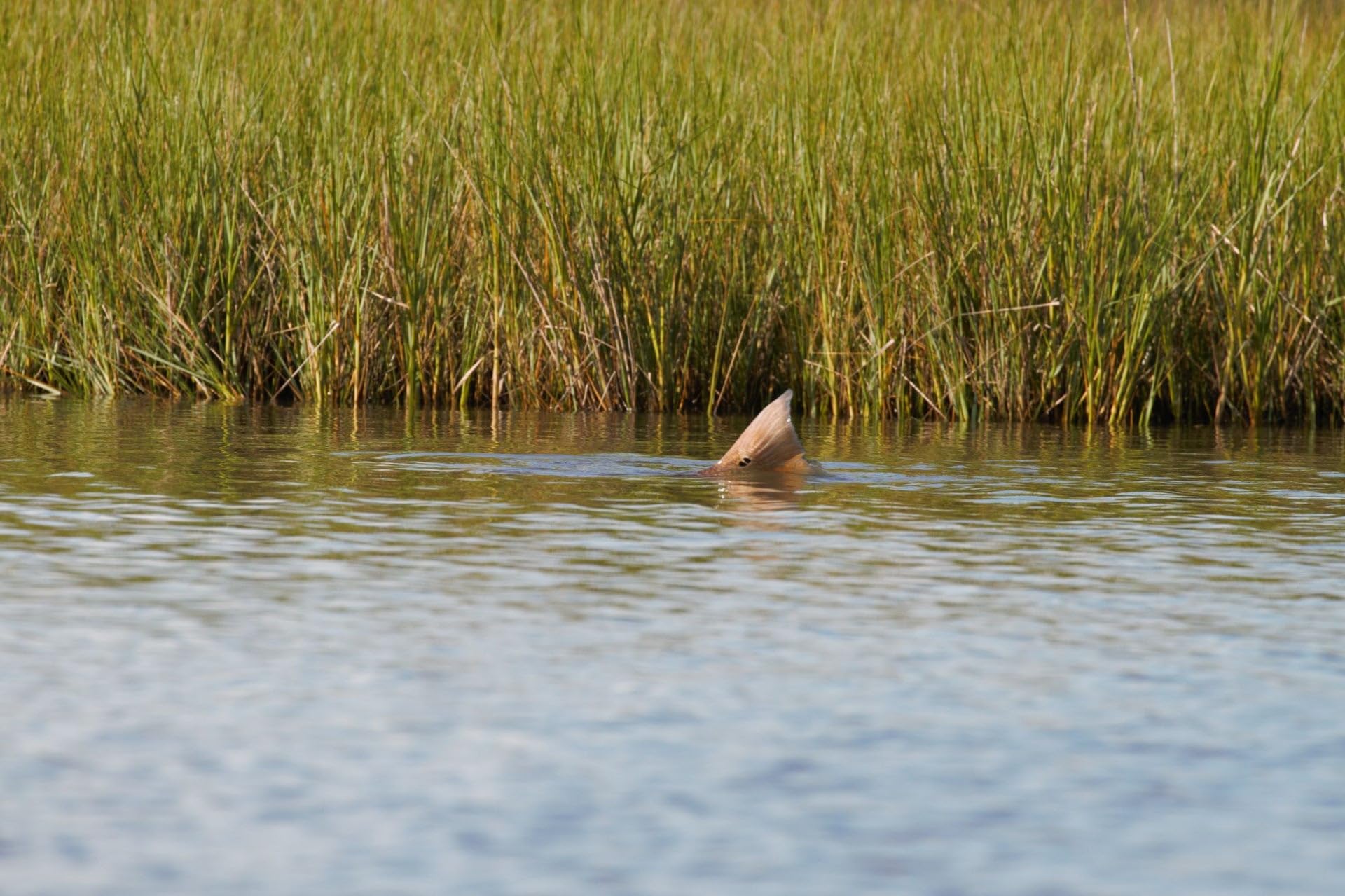 Cortland Tropic Plus Redfish Line casting action highlights fast load and smooth turnover.