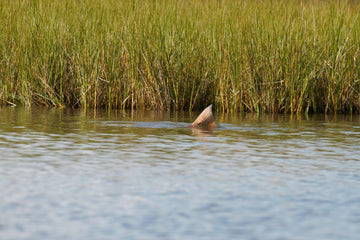Cortland Tropic Plus Redfish Line casting action highlights fast load and smooth turnover.
