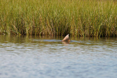 Cortland Tropic Plus Redfish Line casting action highlights fast load and smooth turnover.