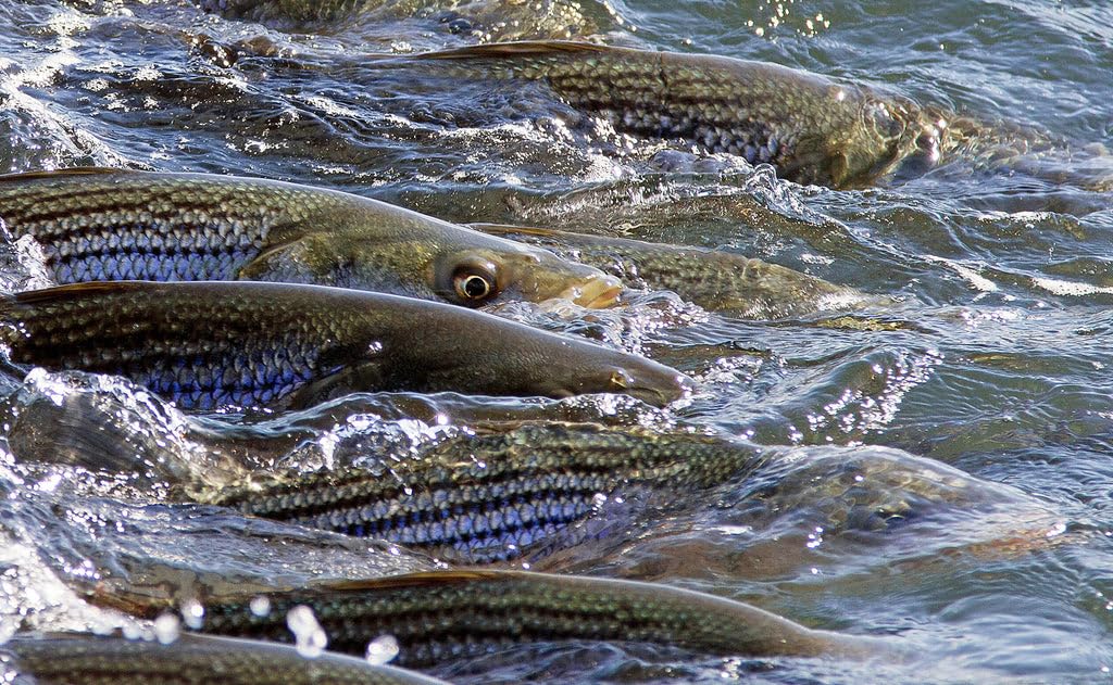X-Strong Core of Cortland Striped Bass Blitz line