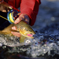 Soft plastic crappie shad baits close-up
