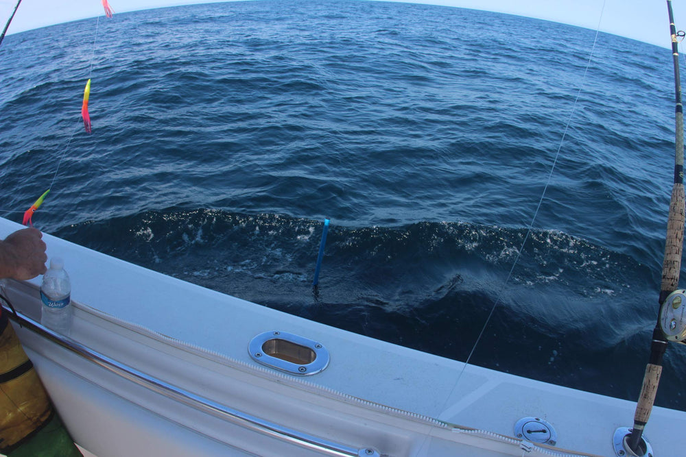 Cuda gaff floats design for easy recovery if dropped overboard